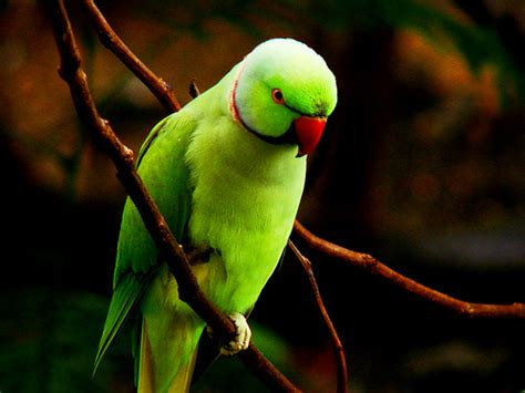 wallpapers-hub: green parrot