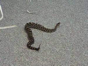 Massasauga Rattlesnake Facts and Pictures | Reptile Fact