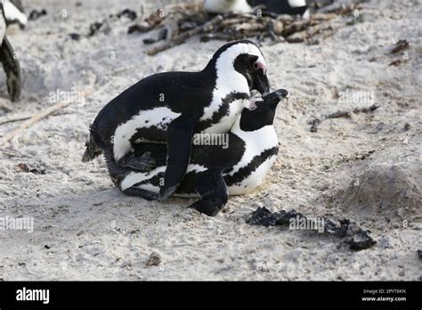 African penguin mating Stock Photo - Alamy