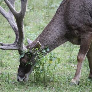 Thorold's deer - Facts, Diet, Habitat & Pictures on Animalia.bio