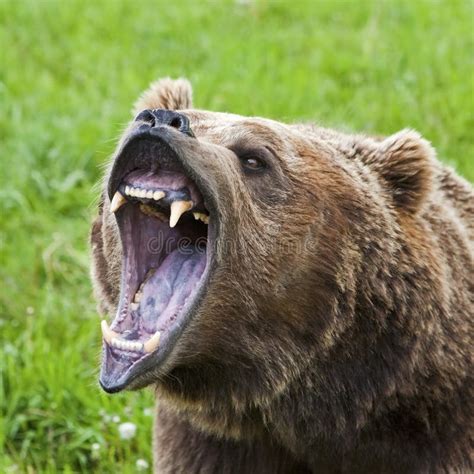 Grizzly Bear Attack Closeup Mouth Growl Teeth Growling Fear Stock Image - Image of adult ...