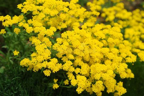 Golden Alyssum in Full Bloom Stock Photo - Image of full, floral: 115760556