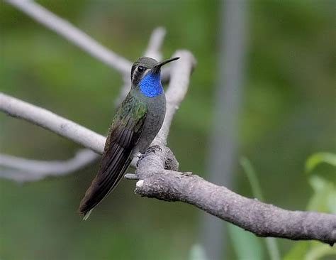 Blue-throated Hummingbird | BirdNote