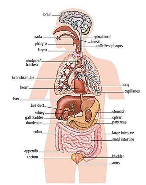 Internal organs - human internal body parts | Human body diagram, Body ...