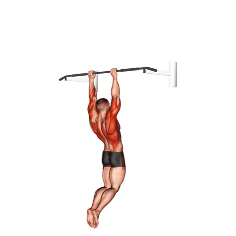 Muscle Ups: Benefits, Muscles Worked, and More - Inspire US