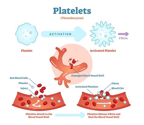 Platelets and Blood Clotting Assignment Quiz - Quizizz