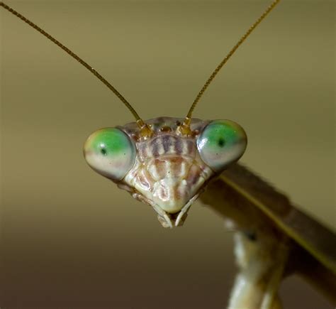 File:Face of Praying Mantis.jpg - Wikipedia