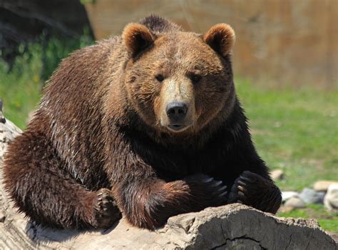 The Story of the Bear that Made Us Better Humans | Cody Yellowstone