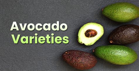 Different Avocado Varieties | Types, Species & Kinds - EmbraceGardening