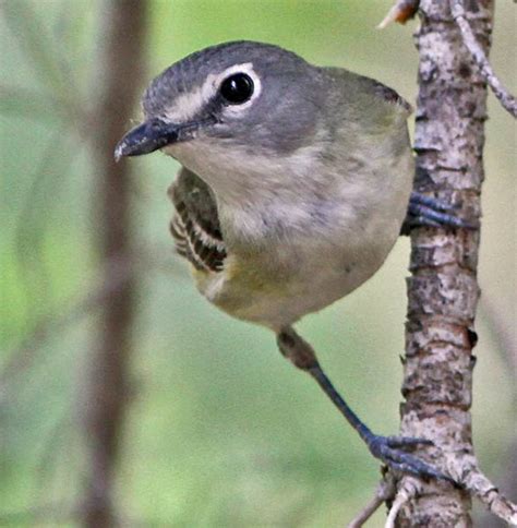 Vireo - Alchetron, The Free Social Encyclopedia