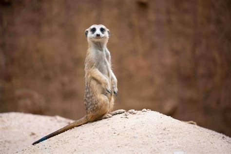 30 Meerkat Facts About The Cute Mongoose | Facts.net