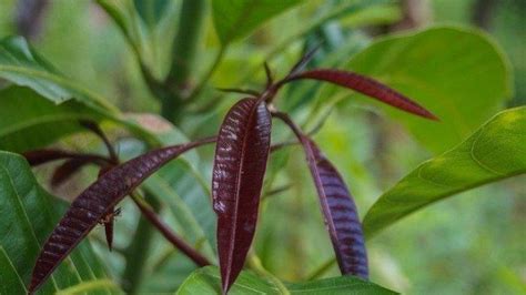 Banyak Ditemukan di Lingkungan Sekitar, Cara Mengolah Daun Mangga Muda sebagai Obat Asam Urat ...