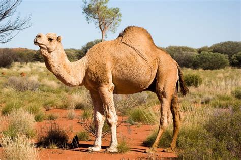 5 reasons why you should give camel milk a go - News + Articles - delicious.com.au