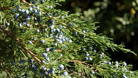 Native red cedar is more than a holiday tree