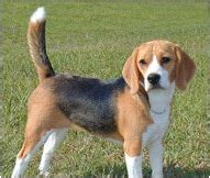 Beagle Dog Breed -Temperament, Personality and Characteristics Traits ...