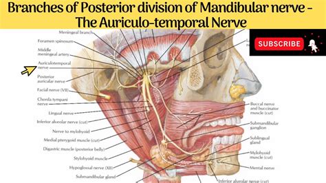 Auriculo-Temporal Nerve #Anatomy #mbbs #education #bds # ...