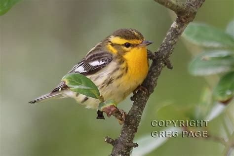 Blackburnian Warbler | Female Blackburnian Warbler at High I… | Flickr