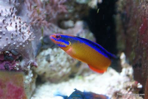 Photo #8 - My Neon Dottyback - Clownfish Couple, Cleaner Wra...