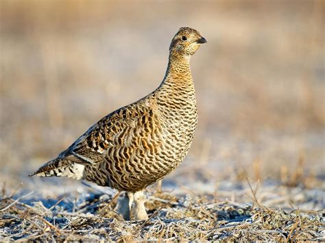 Black Grouse Bird Facts (Lyrurus tetrix) | Birdfact