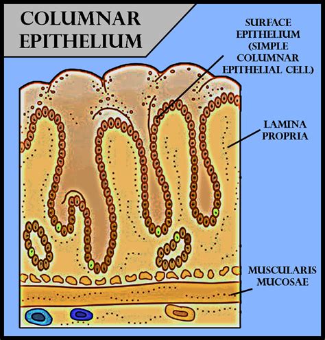 Innermost layer of the mucosa is made up of columnar epithelium except :(a)Oesophagus(b)Duodenum ...