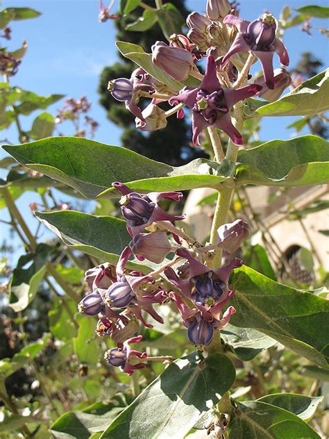 Crown Flower - Buchanan's Native Plants