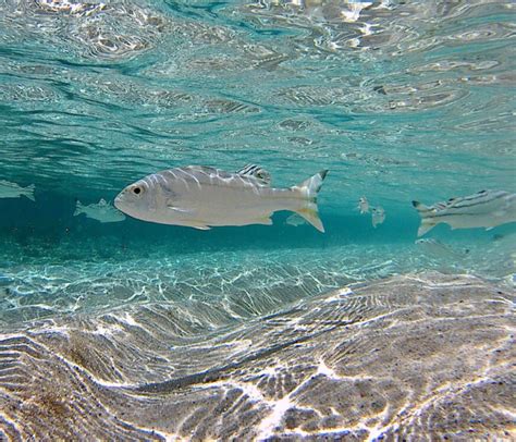 Snorkeling Fiji | A Guide to the Best Spots | Snorkeling Report