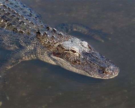 Large Florida Alligator Swimming In Swamp Stock Photo - Image of animal ...