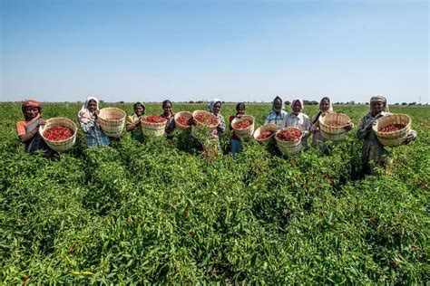 On a tardy trail: State of organic farming in India