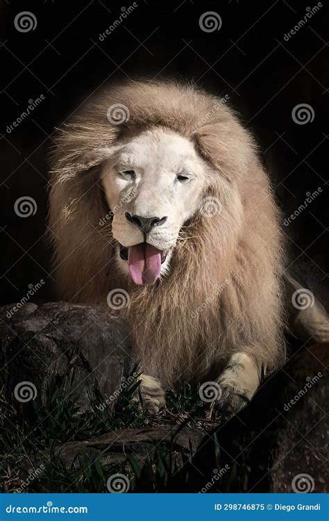 White Lion Showing Tongue - Leucistic Lion Stock Image - Image of ...