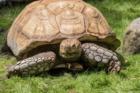 African Spurred Tortoise - East Idaho Aquarium