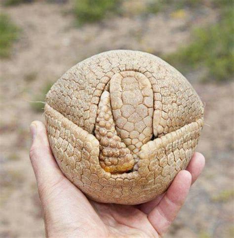 Armadillo Ball