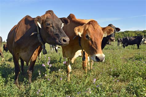 Our Commitment to Land, People and Animals – Saxon Homestead Farm