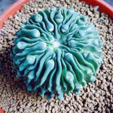 These 17 Unusual Plants Just Prove Nature Can Be Weird Sometimes