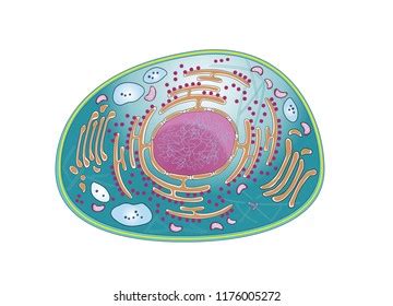 Top View Mammalian Cell Structure Cellular Stock Illustration 1176005272 | Shutterstock