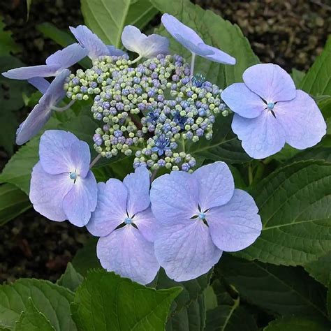 Blue Wave Hydrangea: The Ultimate Guide To Growing And Caring For This ...