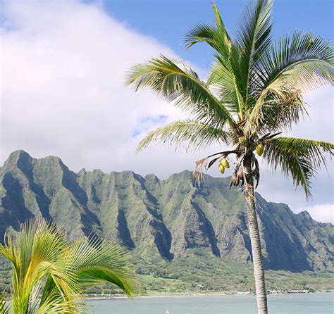 Here are 9 incredible palm trees you'll see in Hawaii