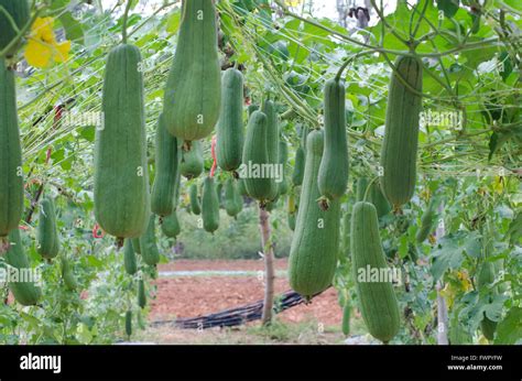 Spong gourd hanging on vine Stock Photo - Alamy