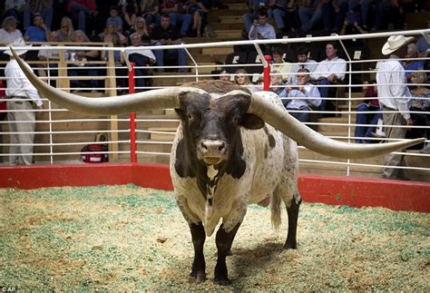 Longhorn bull with world-record horns sells for $165,000 | Daily Mail ...