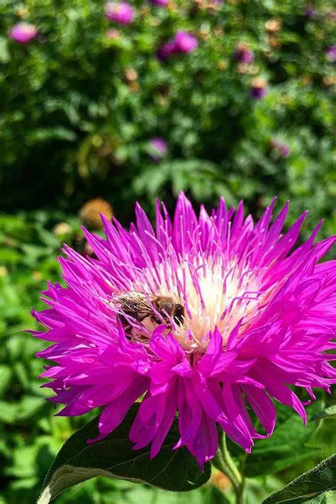 How to Grow China Aster (Callistephus chinensis) | Gardener’s Path