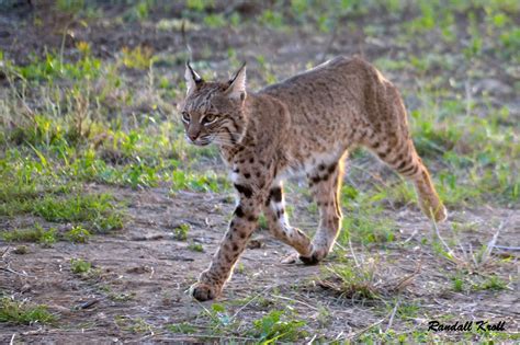 Texas Hill Country Wild Cats to Watch Out for and Protect Your Pets From