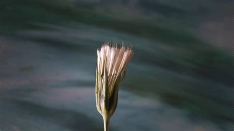 Yellow Goats Beard Seed Head opening 29 06 2020 2x - YouTube