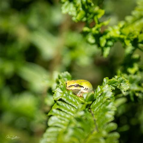 Sequim Daily Photo – Views of Sequim, the Olympic Peninsula. . .and beyond