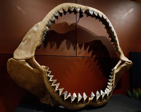 Shark Week 2019: Megalodon's Demise Explored in Josh Gates' 'Expedition Unknown' Special