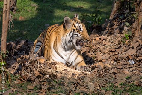 Bengal tiger - One of the most beautiful and endangered species in the ...