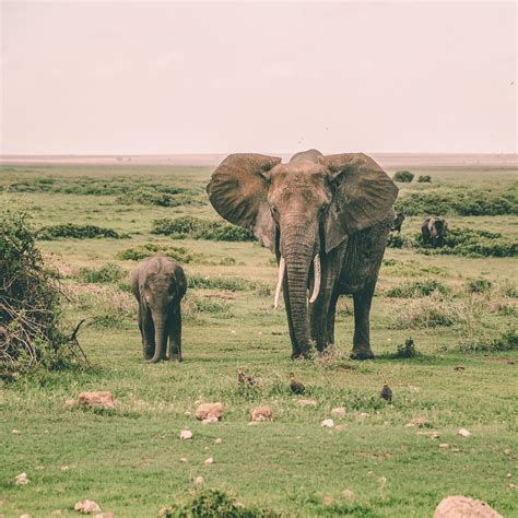 Amboseli National Park Wildlife Viewing Tips: An Unforgettable Experience - Kenya Soul Safaris