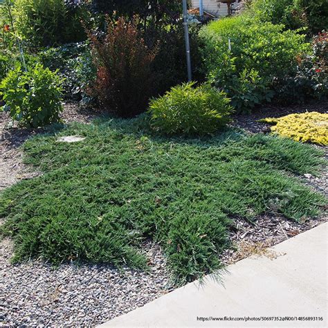 Blue Rug Juniper | PlantAddicts.com