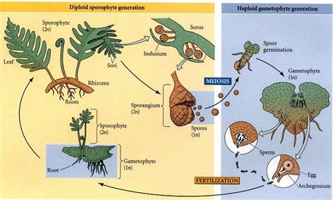 Life cycle of a fern (genus Polypodium). | Life cycles, Biology ...