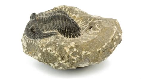 4 Main Types of Fossils