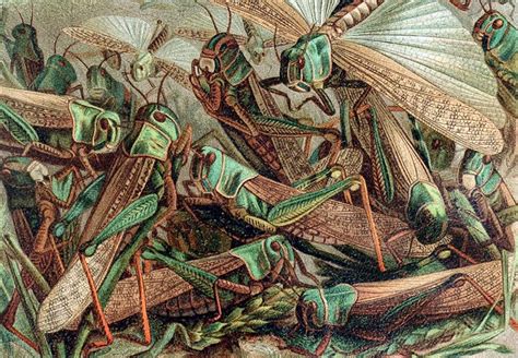 Locust swarms of “biblical” proportions threaten food and cotton crops