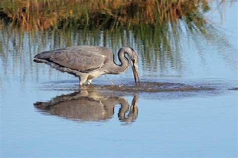 Wildlife and Landscapes: Heron